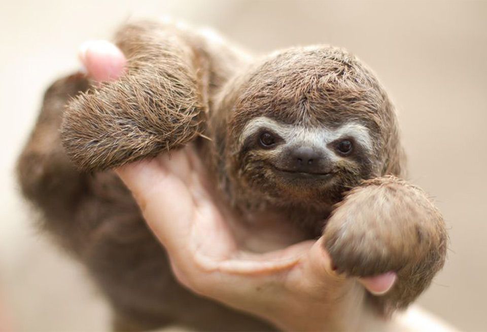 Three-toed sloth, Sloth, Two-toed sloth, 
