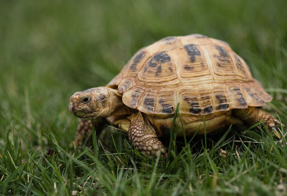 Tortoise, Vertebrate, Turtle, Reptile, Terrestrial animal, Pond turtle, Grass, Common snapping turtle, Nature reserve, Wildlife, 