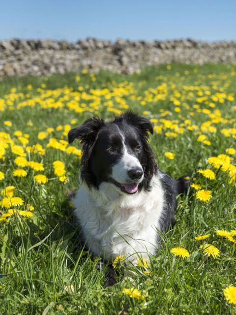 Dog, Canidae, Mammal, Dog breed, Stabyhoun, Border collie, Carnivore, Meadow, Plant, Sporting Group, 