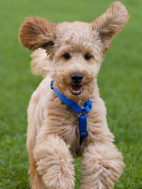 Dog, Mammal, Vertebrate, Dog breed, Canidae, Companion dog, Carnivore, Poodle crossbreed, Dutch smoushond, Snout, 