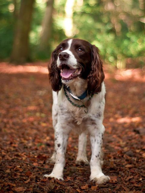 お利口ワンコ 愛すべき25犬種