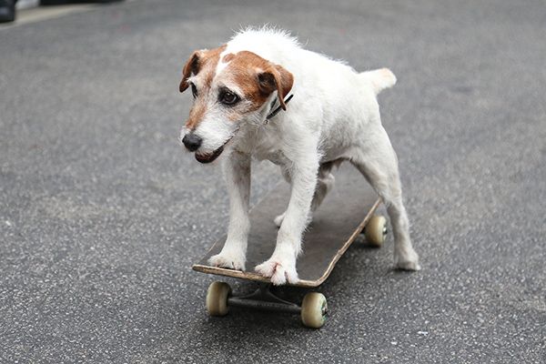 どうやら犬の記憶力はスゴイらしい