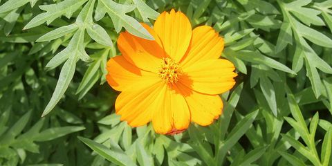 Flower, Flowering plant, Plant, Sulfur Cosmos, english marigold, Petal, Cosmos caudatus, Yellow, Zinnia angustifolia, Daisy family, 