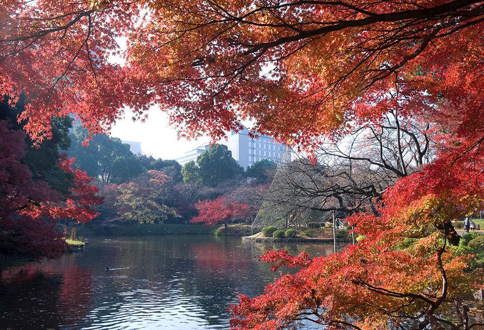 Tree, Nature, Natural landscape, Leaf, Red, Sky, Reflection, Autumn, Woody plant, Plant, 