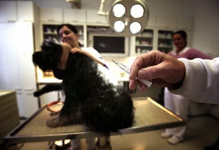 動物病院のこわ い話05 よくある質問 やめたほうがいい 動物病院のこわ い話05 よくある質問 やめたほうがいい