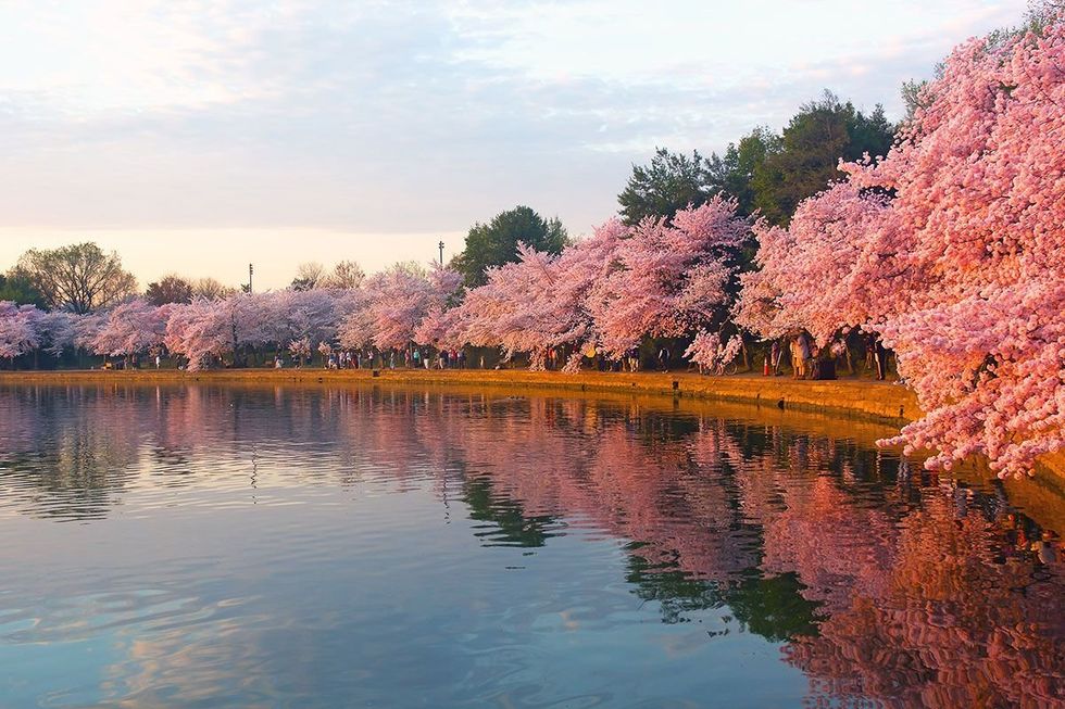Flower, Tree, Blossom, Spring, Cherry blossom, Reflection, Plant, Waterway, Water, Bank, 