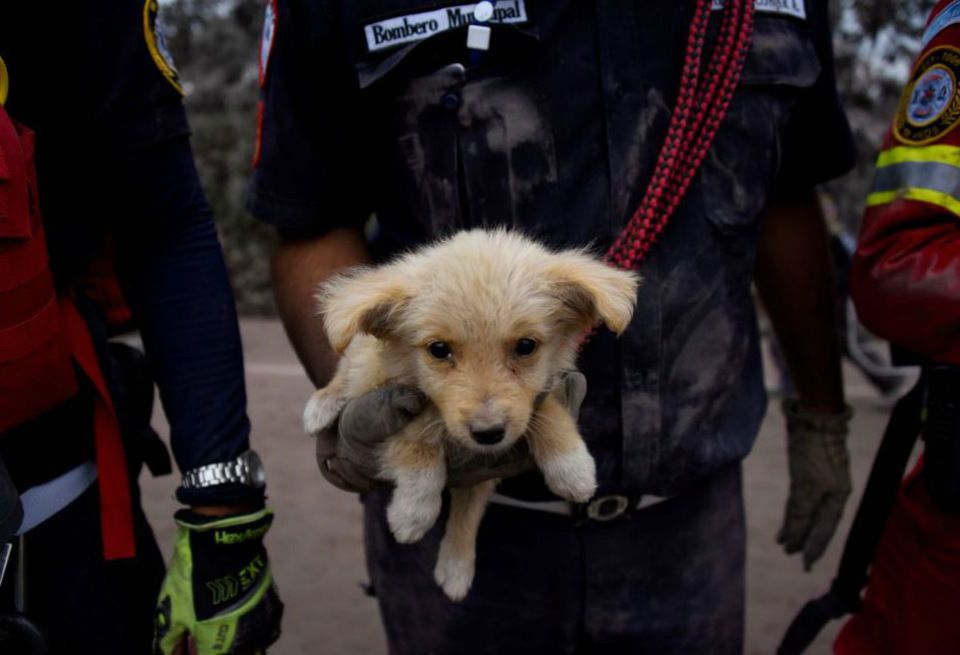 Dog, Canidae, Dog breed, Puppy, Sporting Group, Golden retriever, Carnivore, Companion dog, Retriever, Conformation show, 