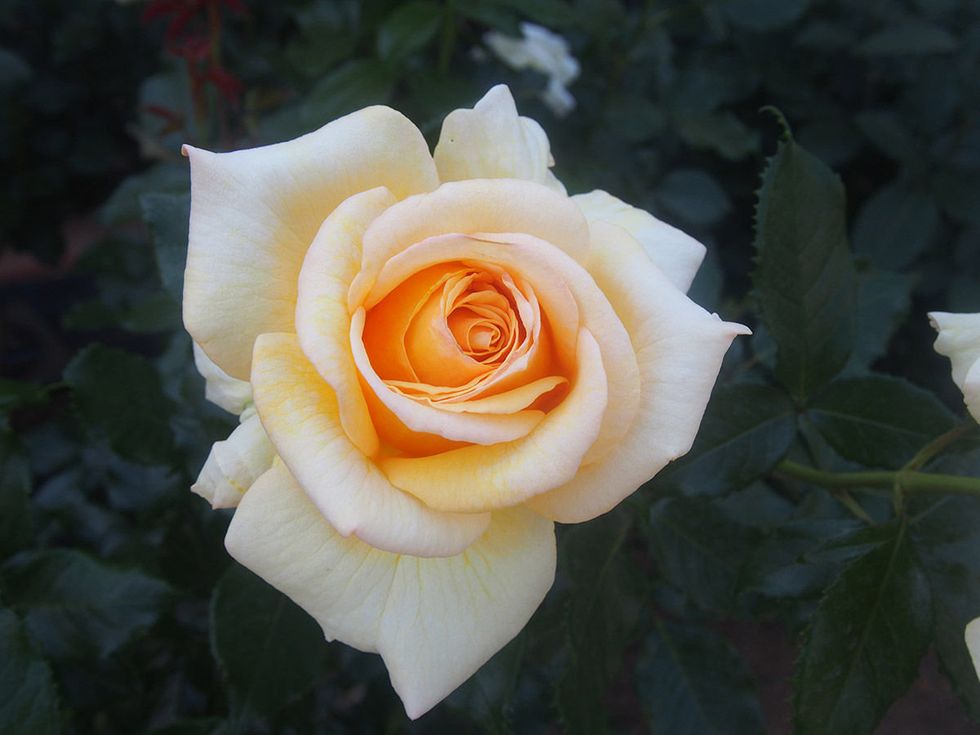Nature, Yellow, Petal, Flower, Rose family, Botany, Flowering plant, Garden roses, Rose order, Rose, 