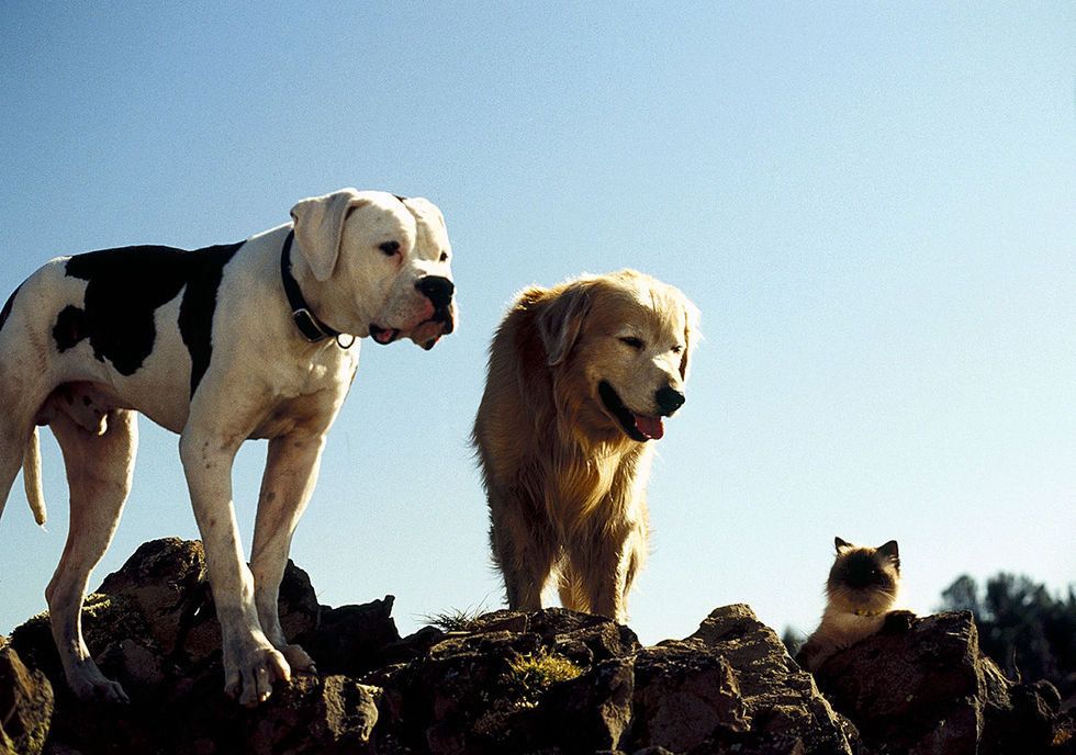 Mammal, Dog, Vertebrate, Canidae, Dog breed, Carnivore, Sporting Group, Snout, Hunting dog, Dogo argentino, 