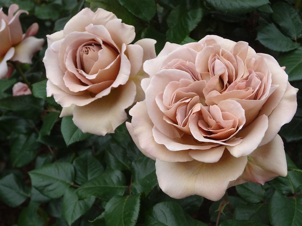 Flower, Garden roses, Flowering plant, Julia child rose, Rose, Petal, Floribunda, Rose family, Pink, Rosa × centifolia, 