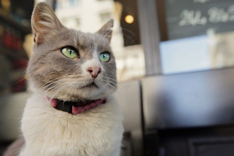 今日は猫派も犬派も関係なく 猫の日 に捧げる映画10選
