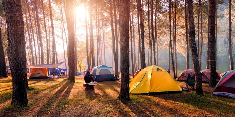Camping, Tent, Woodland, Tree, Natural environment, Morning, Forest, Recreation, Sunlight, State park, 