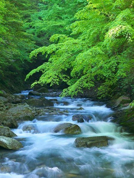 Body of water, Water resources, Stream, Nature, Natural landscape, Watercourse, Water, River, Mountain river, Vegetation, 