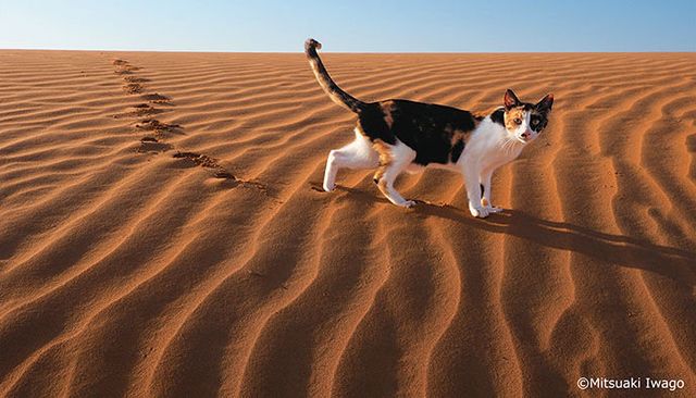 Sand, Desert, Natural environment, Aeolian landform, Landscape, Sahara, Carnivore, Shadow, Cat, Erg, 