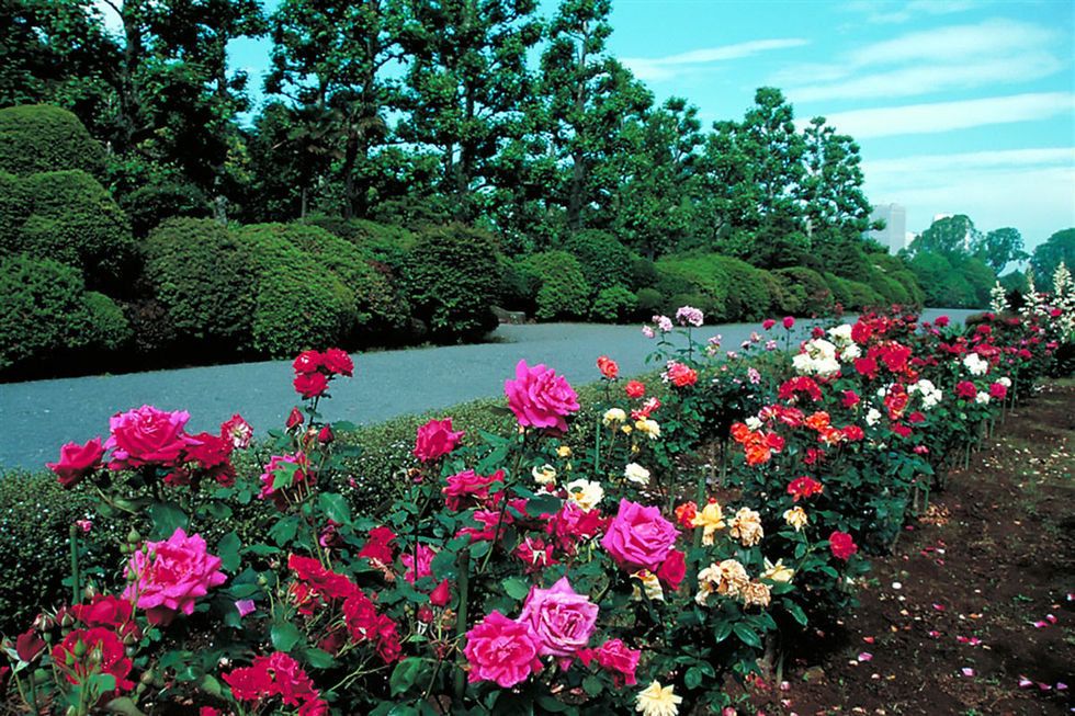 Flower, Flowering plant, Garden roses, Plant, Rose, Garden, Floribunda, Rose family, Shrub, Pink, 