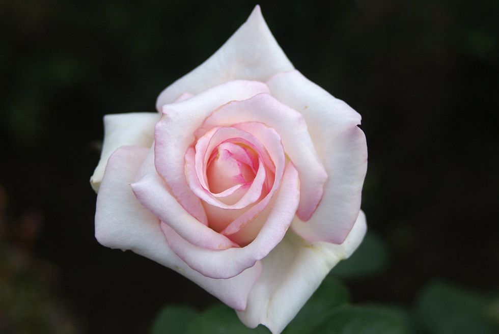 Flower, Flowering plant, Garden roses, Pink, Petal, White, Rose, Floribunda, Rose family, Hybrid tea rose, 
