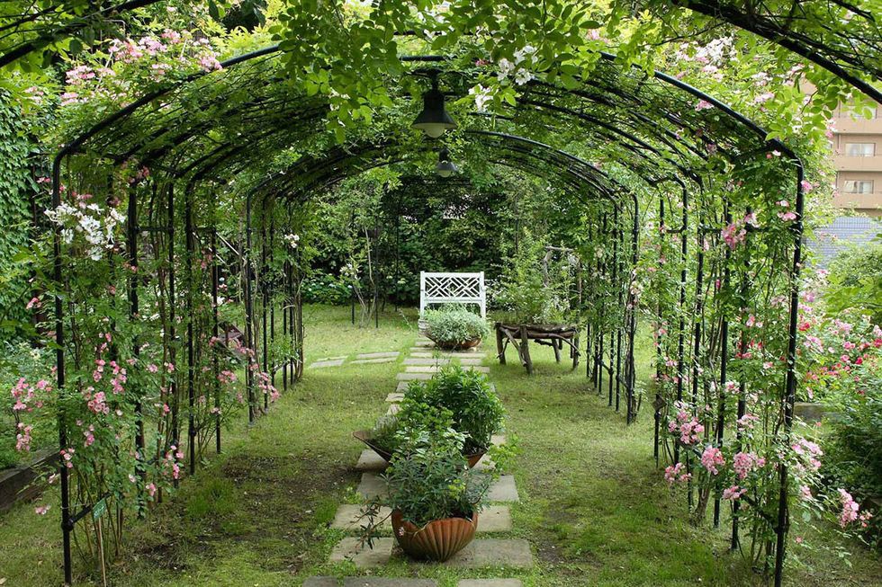 Arch, Garden, Tree, Architecture, Pergola, Plant, Botany, Flower, Spring, Botanical garden, 