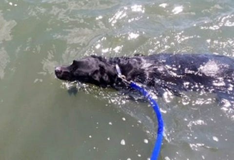 愛犬とのビーチ遊びは超危険 元気だった6歳のo G が急逝した理由