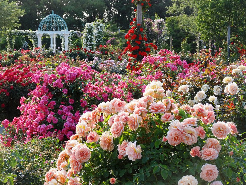 Flower, Flowering plant, Garden roses, Plant, Julia child rose, Rose, Garden, Rose family, Botanical garden, Floribunda, 