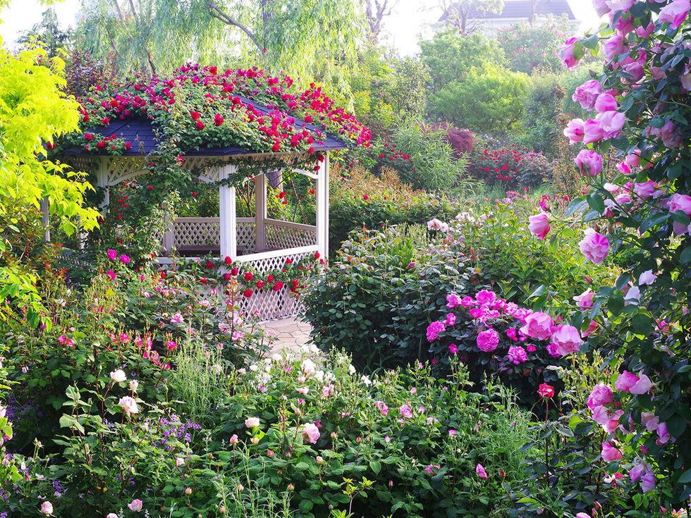 Flower, Flowering plant, Plant, Garden, Shrub, Botanical garden, Botany, Rose family, Annual plant, Rose, 