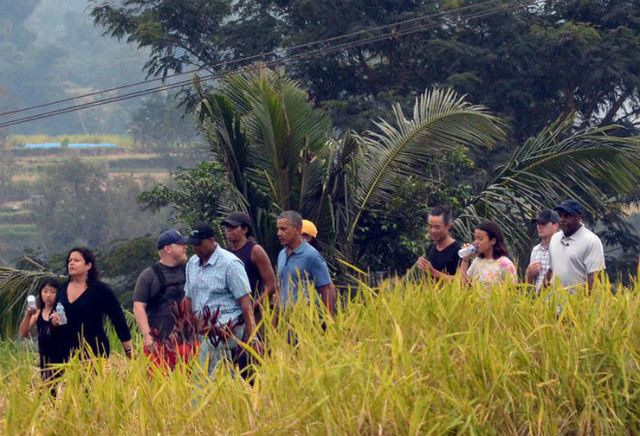 People, Paddy field, Grass family, Adaptation, Botany, Tree, Agriculture, Rural area, Plantation, Grass, 