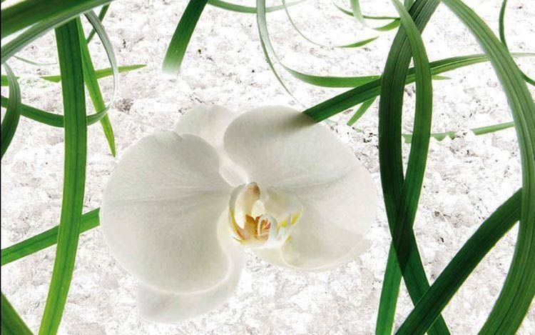 Flower, White, moth orchid, Plant, Flowering plant, Petal, Botany, Moth Orchid, Plant stem, Lathyrus sativus, 