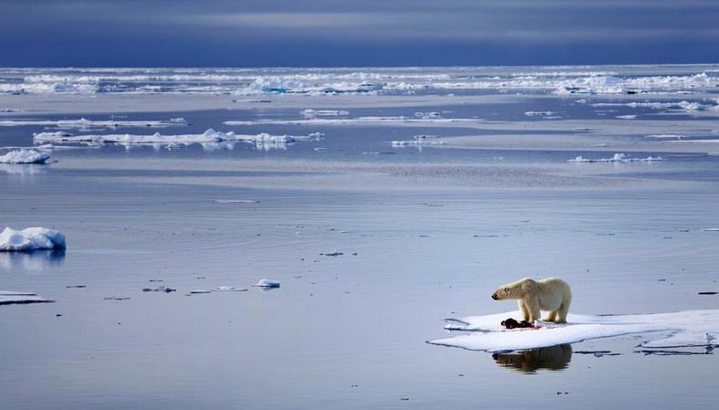 Polar bear, Arctic, Ocean, Natural environment, Bear, Arctic ocean, Ice, Sky, Sea ice, Sea, 