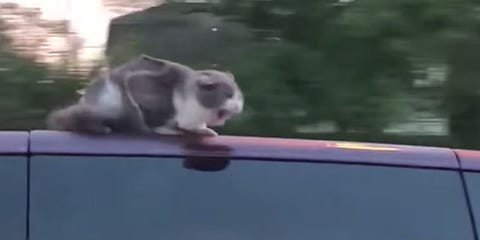 話題のニャンコ 猛スピードの車の上で乗りこなす猫