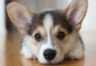 かわいい愛犬も 実は冷静にあなたの性格を見極めている