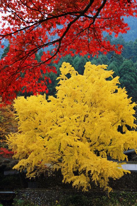 Tree, Plant, Woody plant, Yellow, Leaf, Flower, Red, Autumn, Deciduous, Flowering plant, 