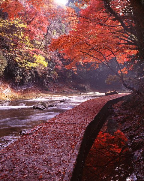 Nature, Tree, Natural landscape, Leaf, Sky, Autumn, Red, Deciduous, Water, Wilderness, 