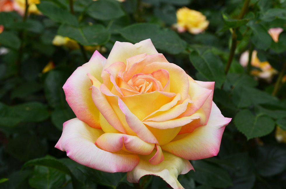 Flower, Flowering plant, Julia child rose, Garden roses, Petal, Rose, Floribunda, Rose family, Pink, Hybrid tea rose, 