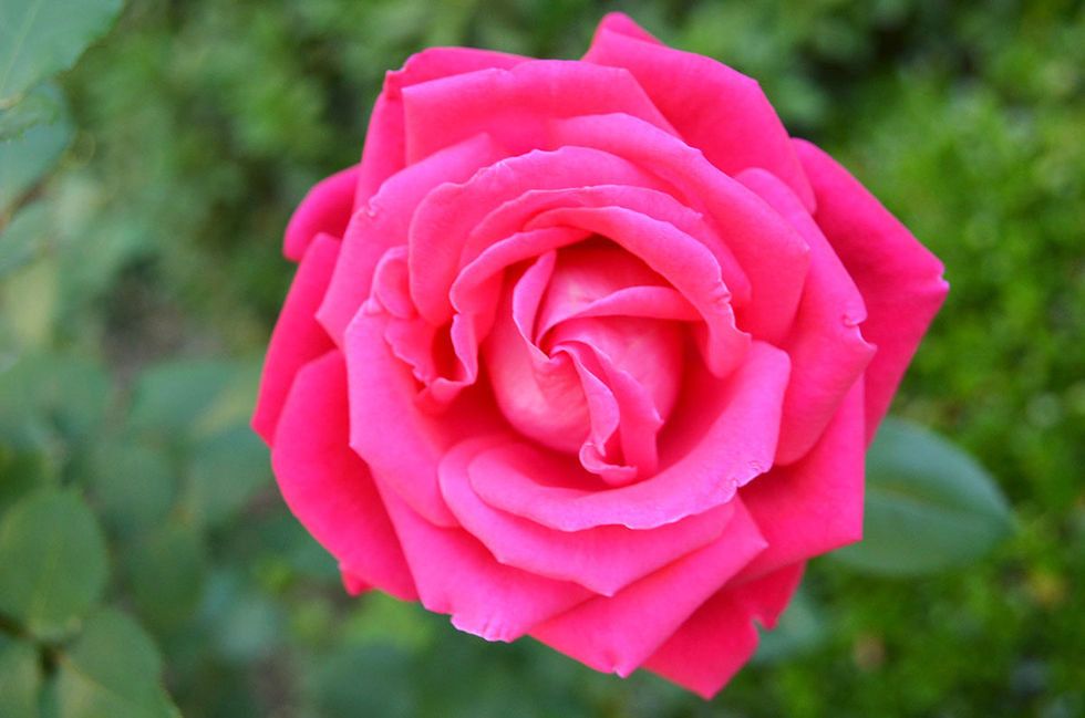 Flower, Garden roses, Flowering plant, Julia child rose, Rose, Petal, Pink, Floribunda, Red, Rose family, 