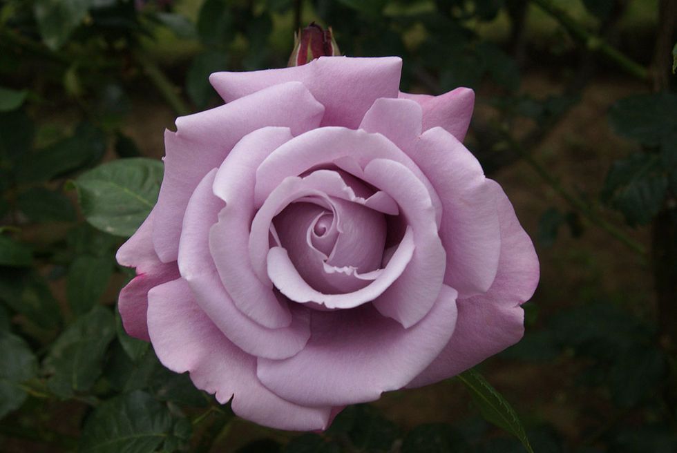 Flower, Flowering plant, Petal, Julia child rose, Garden roses, Pink, Rose, Floribunda, Rose family, Rosa × centifolia, 