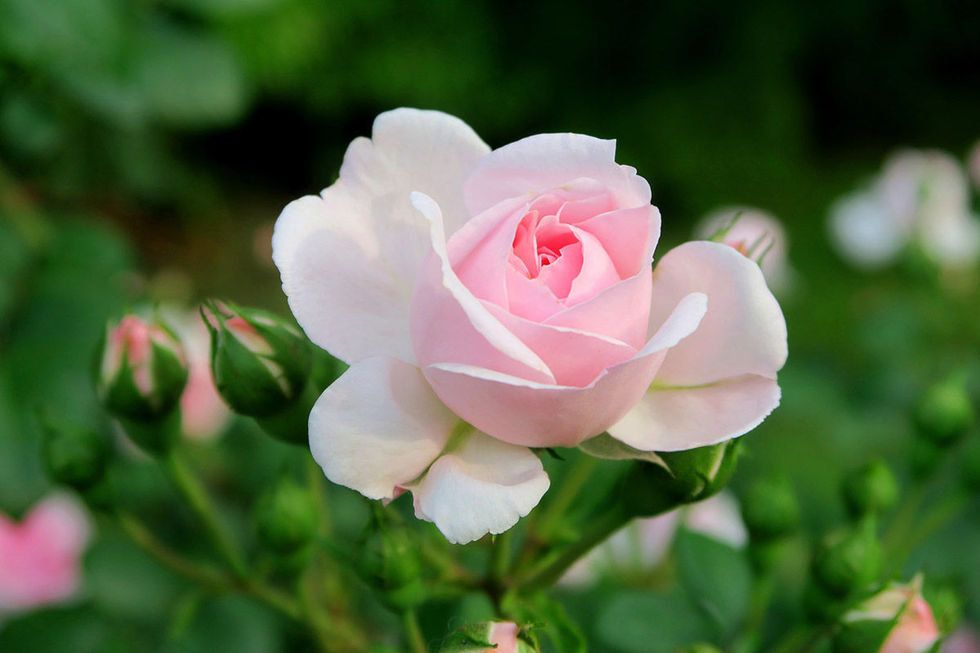 Flower, Flowering plant, Julia child rose, Petal, Pink, Garden roses, Rose, White, Floribunda, Rose family, 