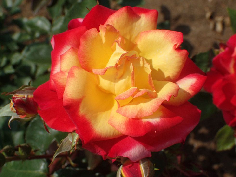 Flower, Flowering plant, Julia child rose, Petal, Garden roses, Rose, Plant, Floribunda, Red, Rose family, 