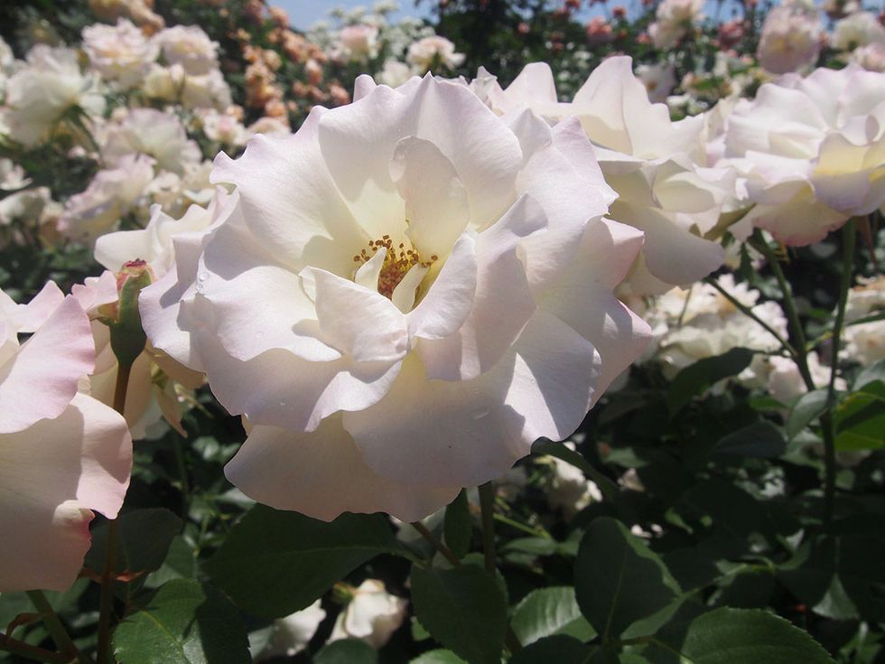 Flower, Flowering plant, Petal, White, Plant, Rose family, Rose, Floribunda, Garden roses, Botany, 