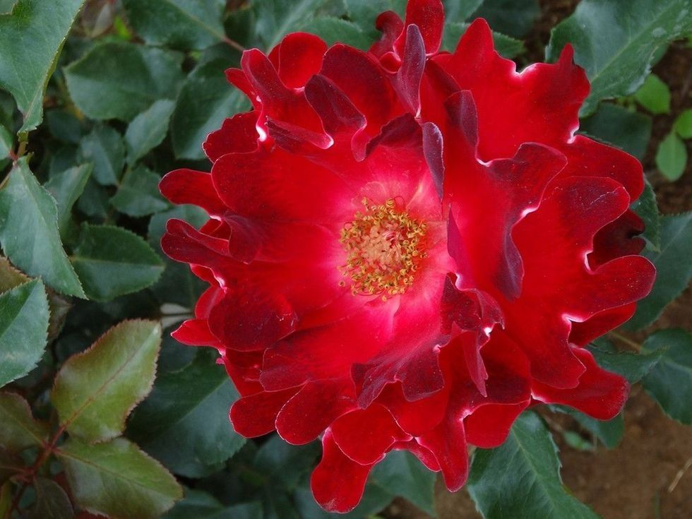 Flower, Flowering plant, Petal, Plant, Red, Floribunda, Rose family, Rose, Botany, Annual plant, 