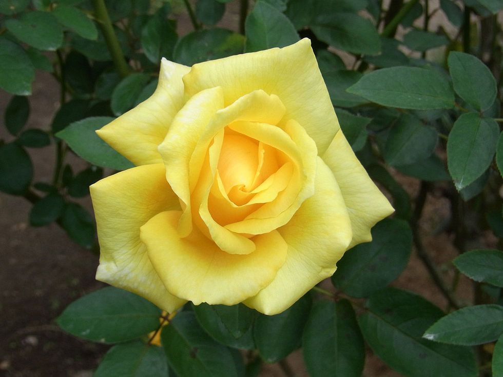 Flower, Flowering plant, Julia child rose, Garden roses, Rose, Floribunda, Petal, Yellow, Hybrid tea rose, Rose family, 