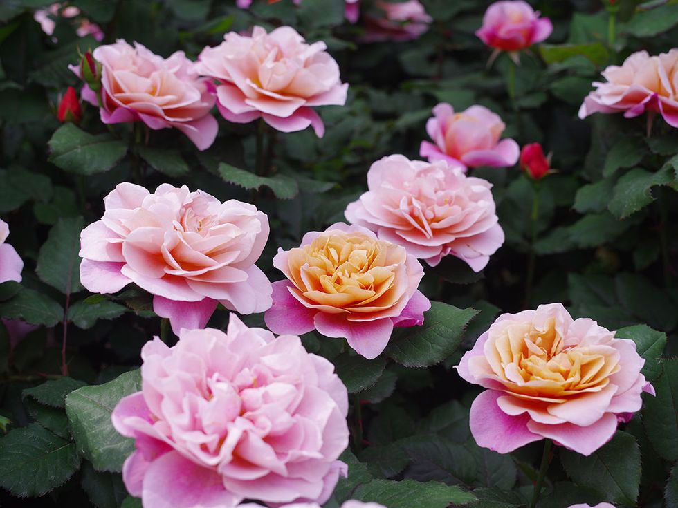 Flower, Flowering plant, Julia child rose, Petal, Garden roses, Plant, Floribunda, Rose, Pink, Rosa × centifolia, 