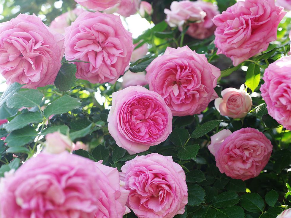 Flower, Garden roses, Flowering plant, Julia child rose, Rose, Rosa × centifolia, Floribunda, Pink, Plant, Rose family, 