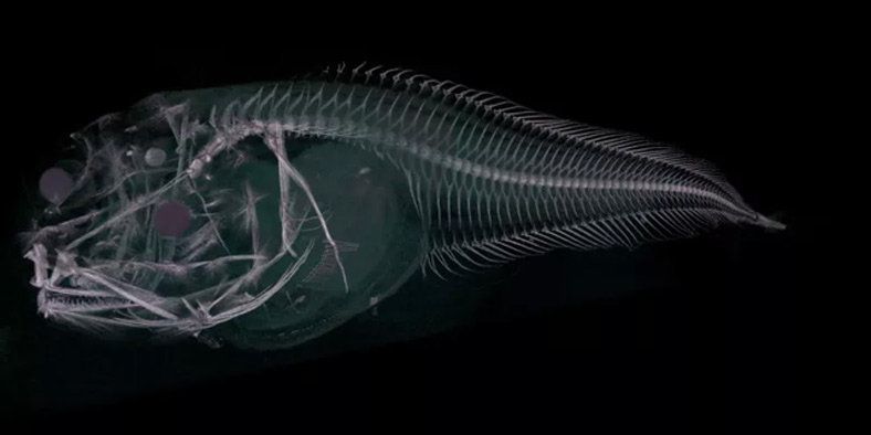 Organism, Bioluminescence, Deep sea fish, Stock photography, Marine biology, Blue whale, 