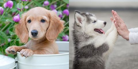 可愛い子犬の写真から選ぶ どっちのワンコが可愛いですか 世界一難しいクイズ