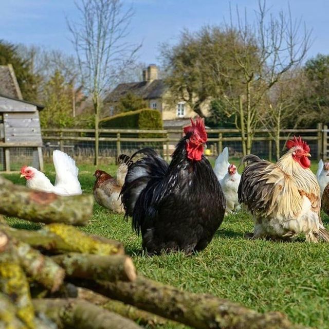 Bird, Chicken, Vertebrate, Rooster, Fowl, Galliformes, Poultry, Livestock, Comb, Grass, 