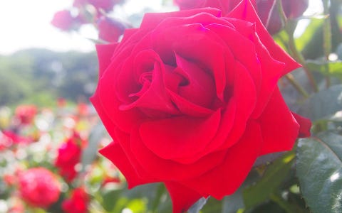 桜の次は 都内のバラ園8選 桜の次は 都内のバラ園8選