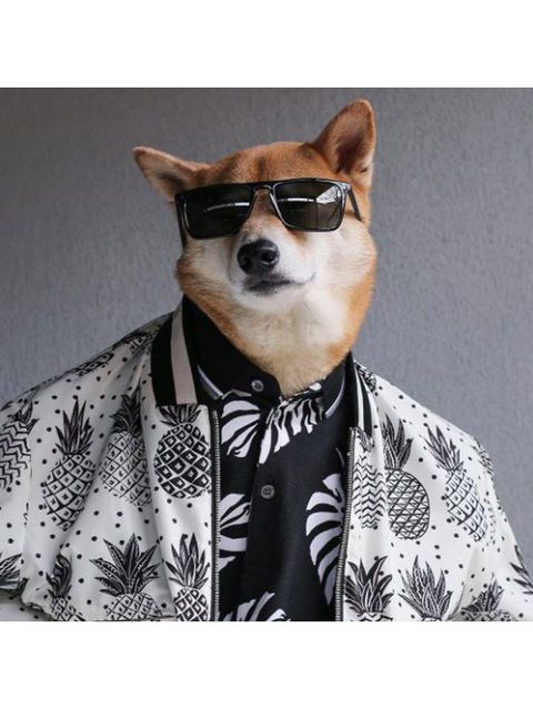 Dog, Canidae, Eyewear, Carnivore, Shiba inu, Sunglasses, Suit, Glasses, Non-Sporting Group, Tie, 