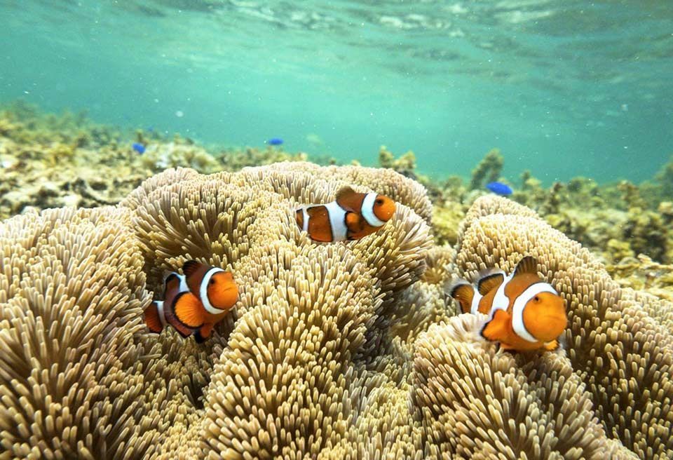anemone fish, Pomacentridae, Fish, clownfish, Reef, Underwater, Coral reef, Marine biology, Sea anemone, Stony coral, 