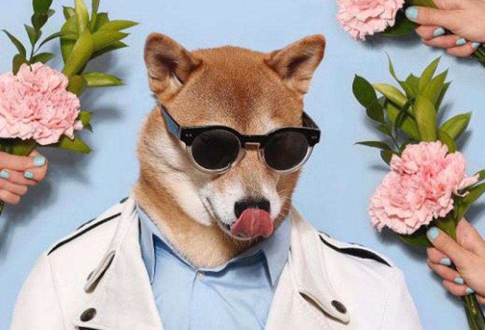 Eyewear, Canidae, Dog, Flower, Glasses, Spring, Plant, Outerwear, Dog breed, Companion dog, 