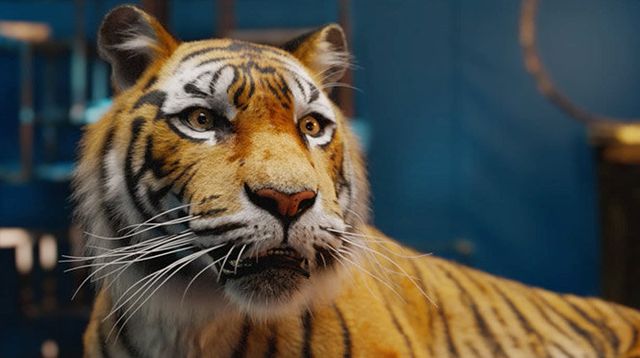 Tiger, Mammal, Wildlife, Vertebrate, Bengal tiger, Terrestrial animal, Whiskers, Felidae, Siberian tiger, Carnivore, 