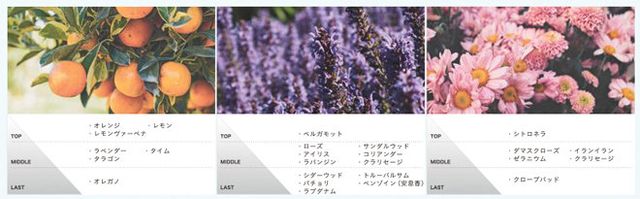 Lavender, Flower, Purple, Text, Plant, Violet, Organism, Botany, Lavender, Wildflower, 